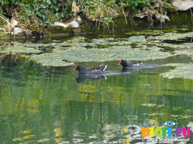 FZ004573 Moorhens